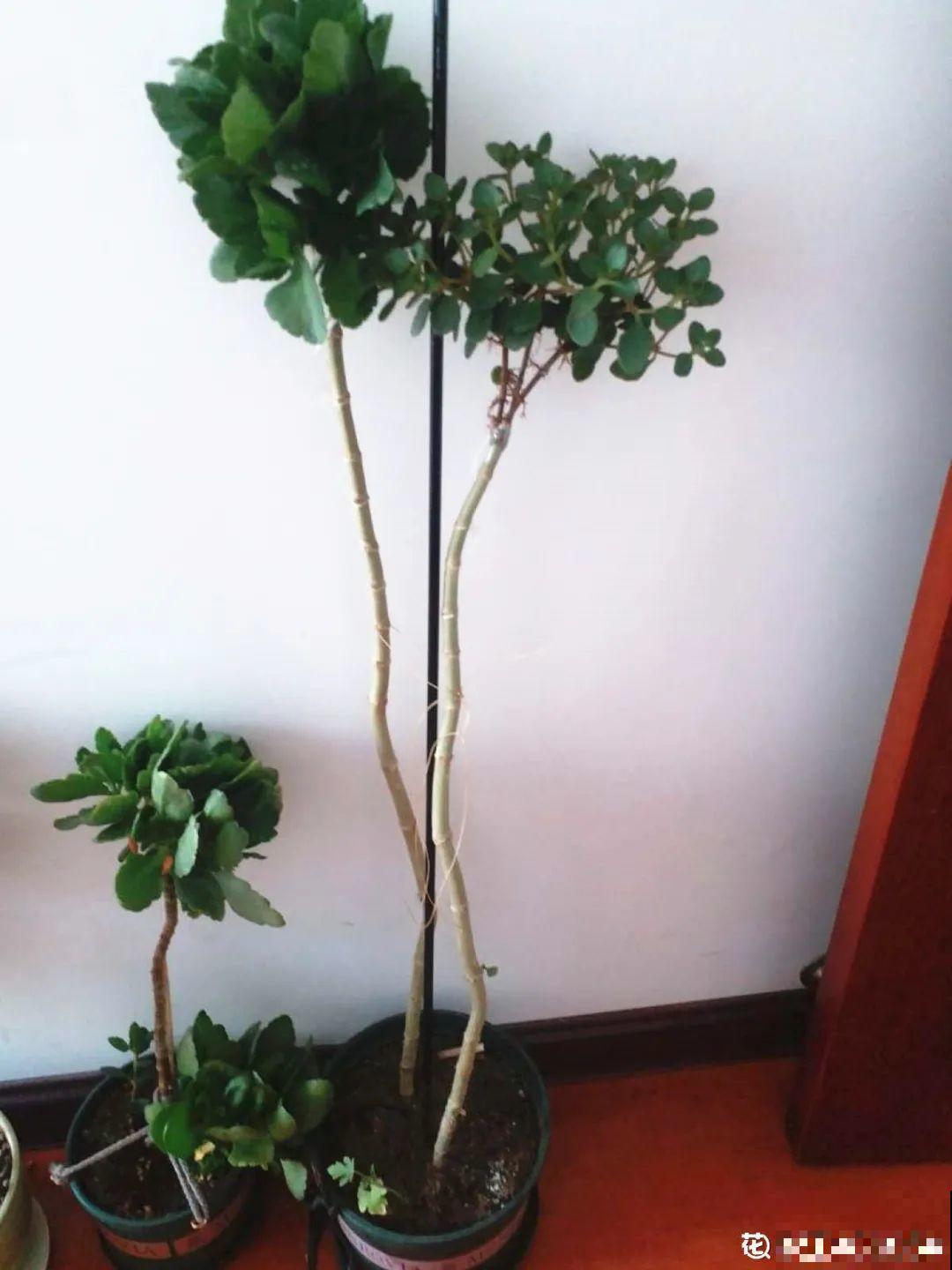 养了30年的玉树,扦插开出9色花,快来沾沾喜气 养了30年的玉树,扦插开出9色花,快来沾沾喜气