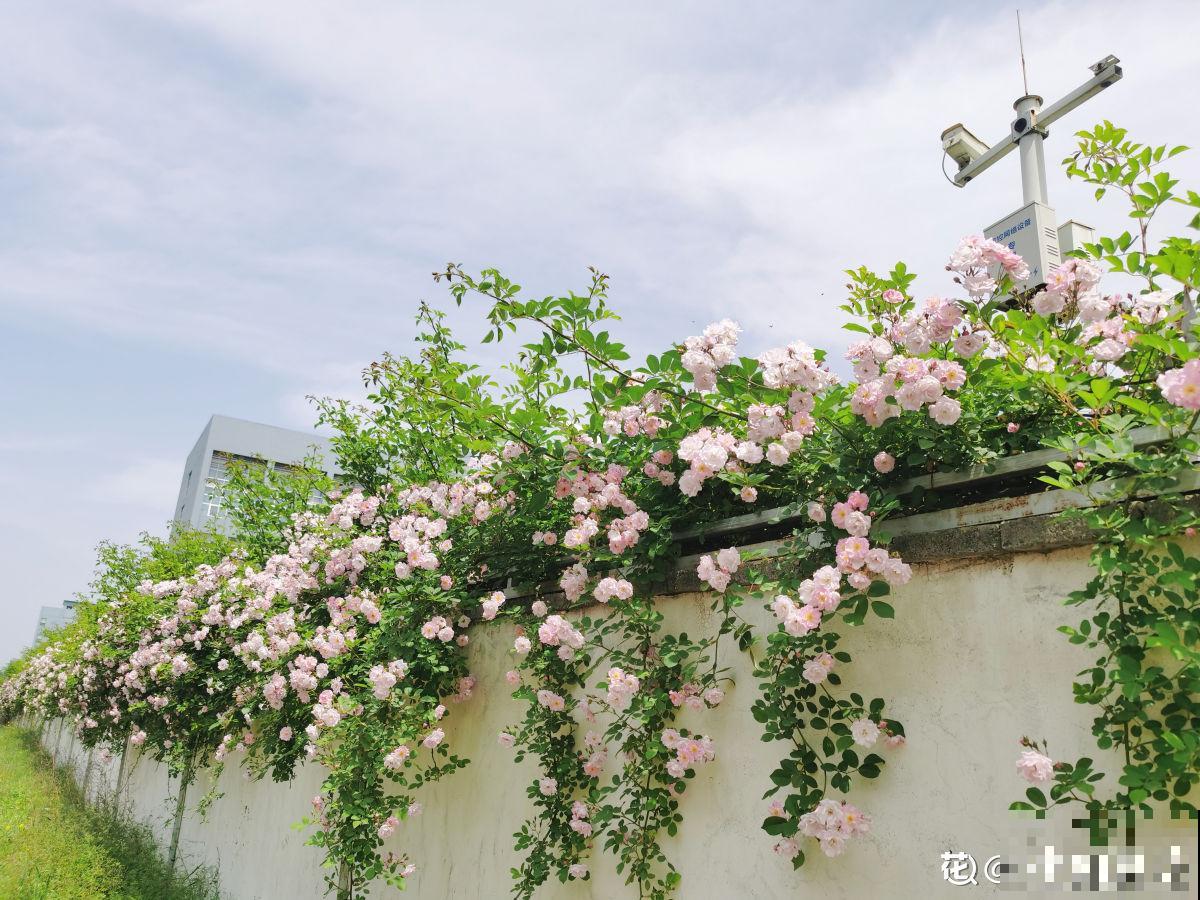 养月季单株不过瘾，简单做好5步，满墙都是月季花