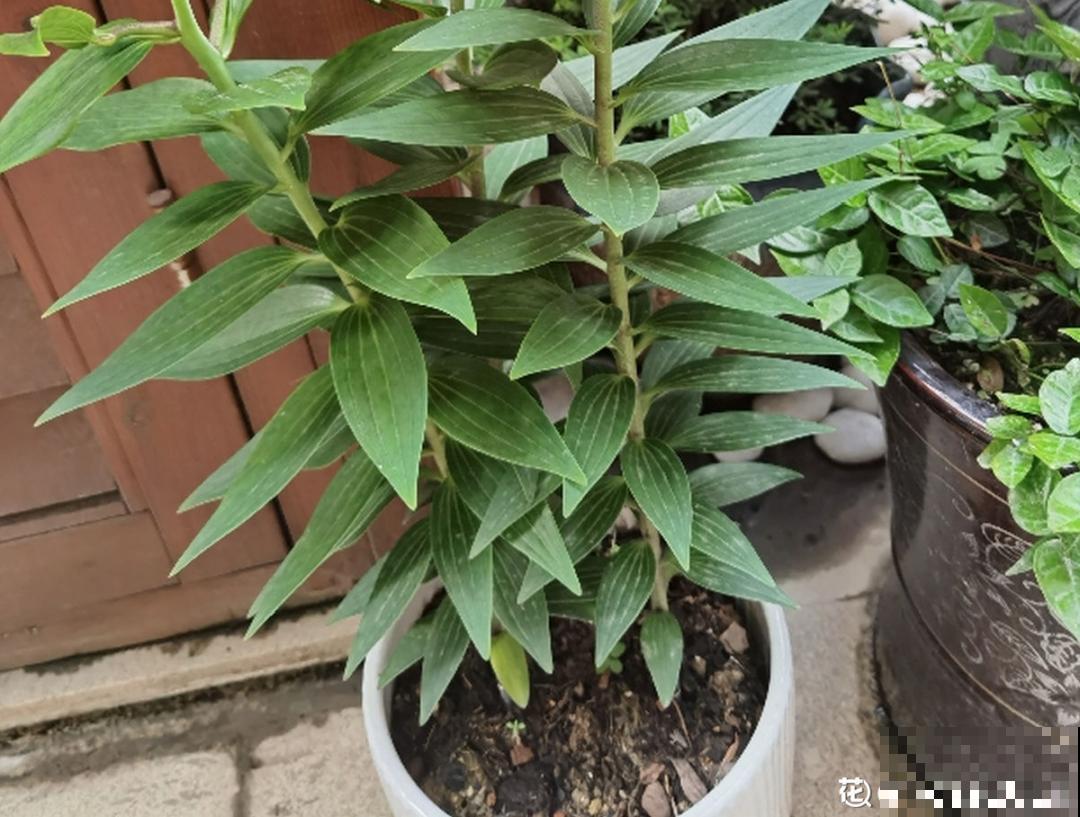 30℃以上，10种花就先别养了，买一盆死一盆，别怪我没提醒你