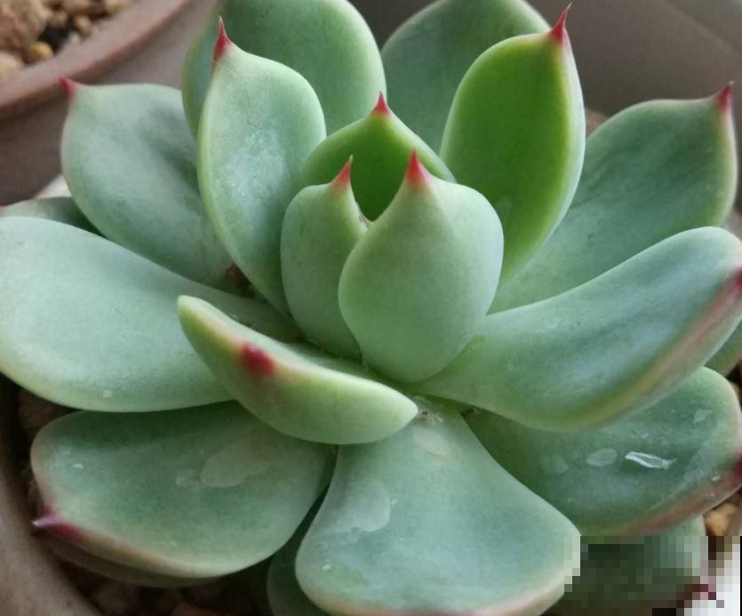 天热懒人养花必备的3种花，非常好打理，花点心思就能活