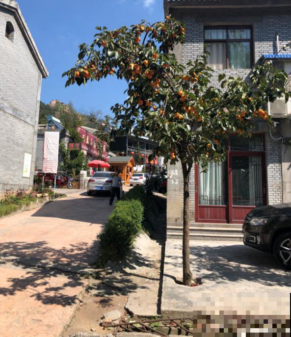 只赏花没意思?这3种果树最适合家中养殖,赏花吃果好运来 只赏花没意思?这3种果树最适合家中养殖,赏花吃果好运来