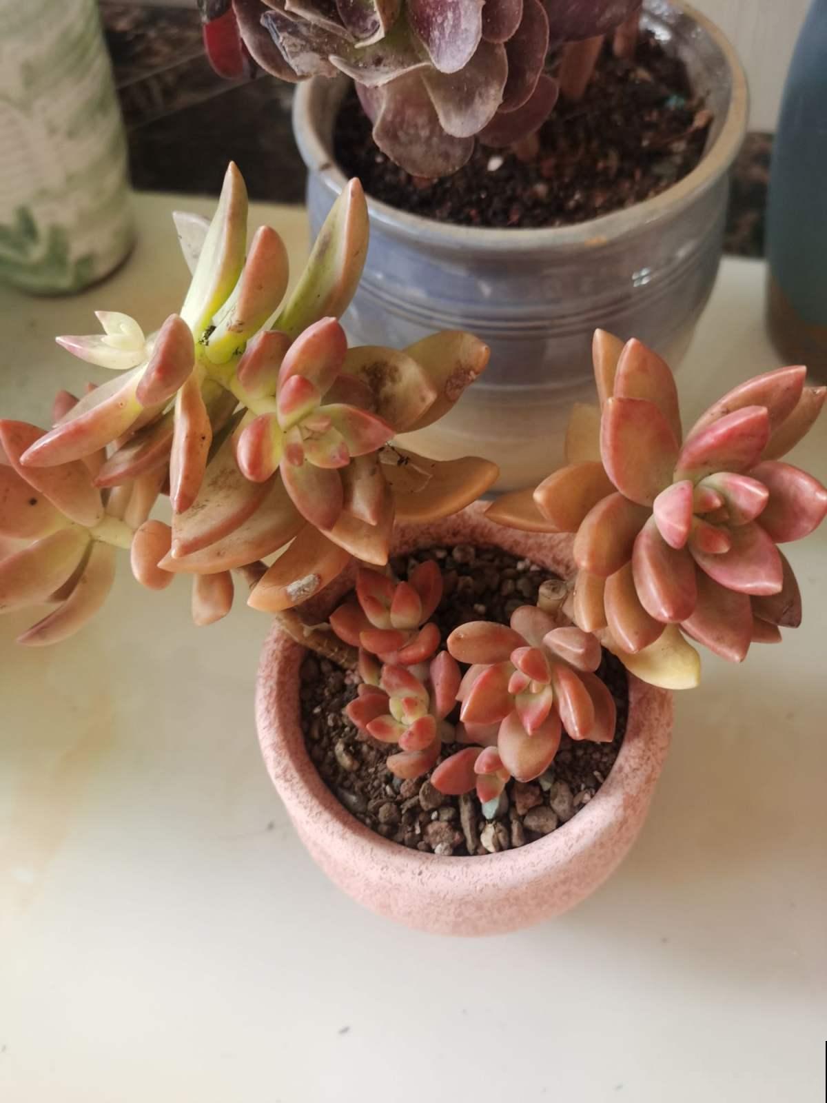 想在夏天养多肉?看看这5种,放在阳台无压力 想在夏天养多肉?看看这5种,放在阳台无压力