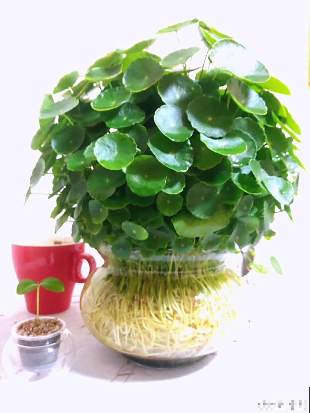 旧筷子、老干妈瓶别扔，拿来养花效果好，省下一笔养花钱