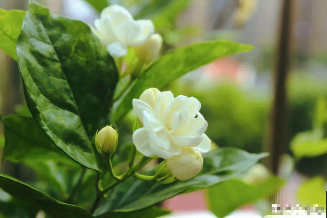 立秋后，7种花要扦插，满盆开花结果子