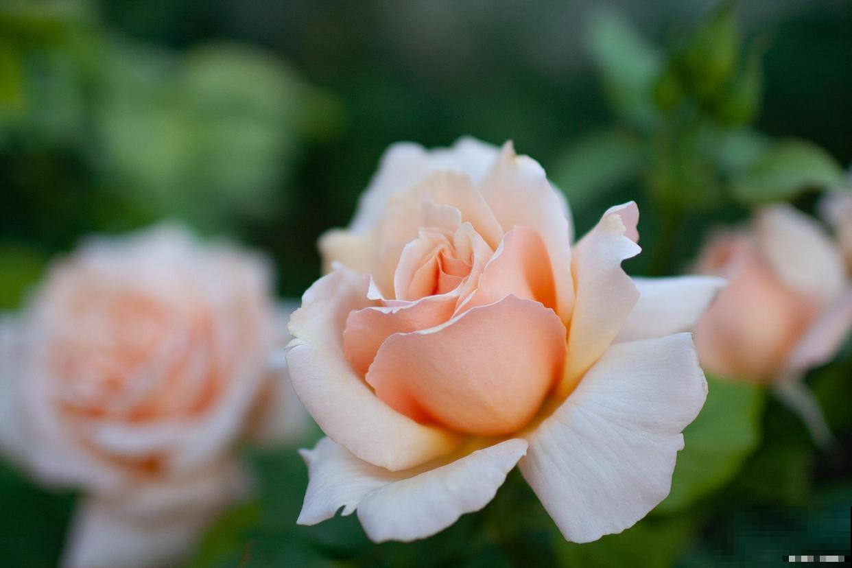 3种“四季花”，养起来简单还好看，让家里四季如春