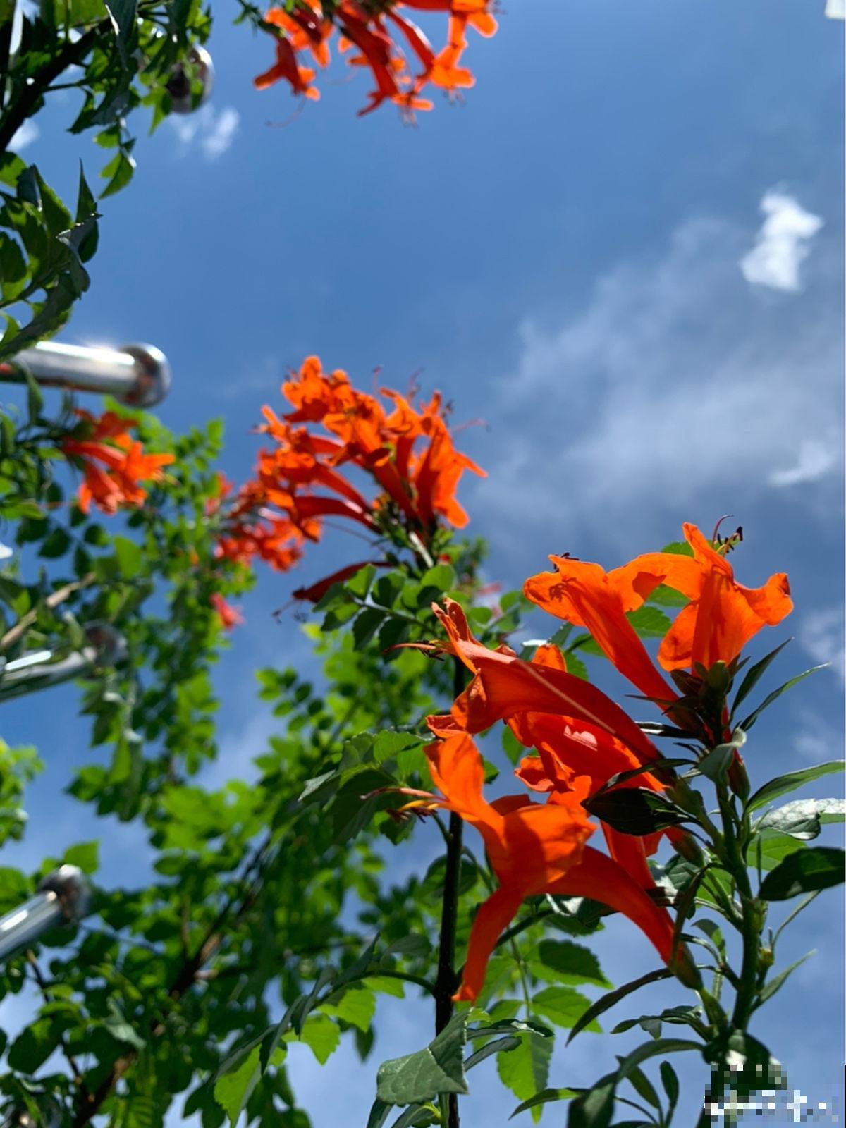 邻居种了一棵凌霄花，长势实在是喜人，一年至少剪2遍
