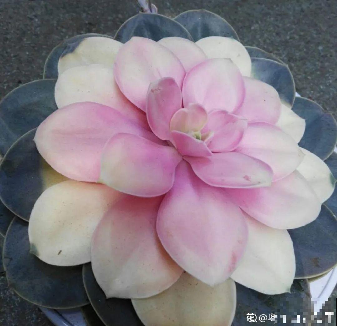 打了药的多肉,白送都别要,养不活惹一肚子气 打了药的多肉,白送都别要,养不活惹一肚子气