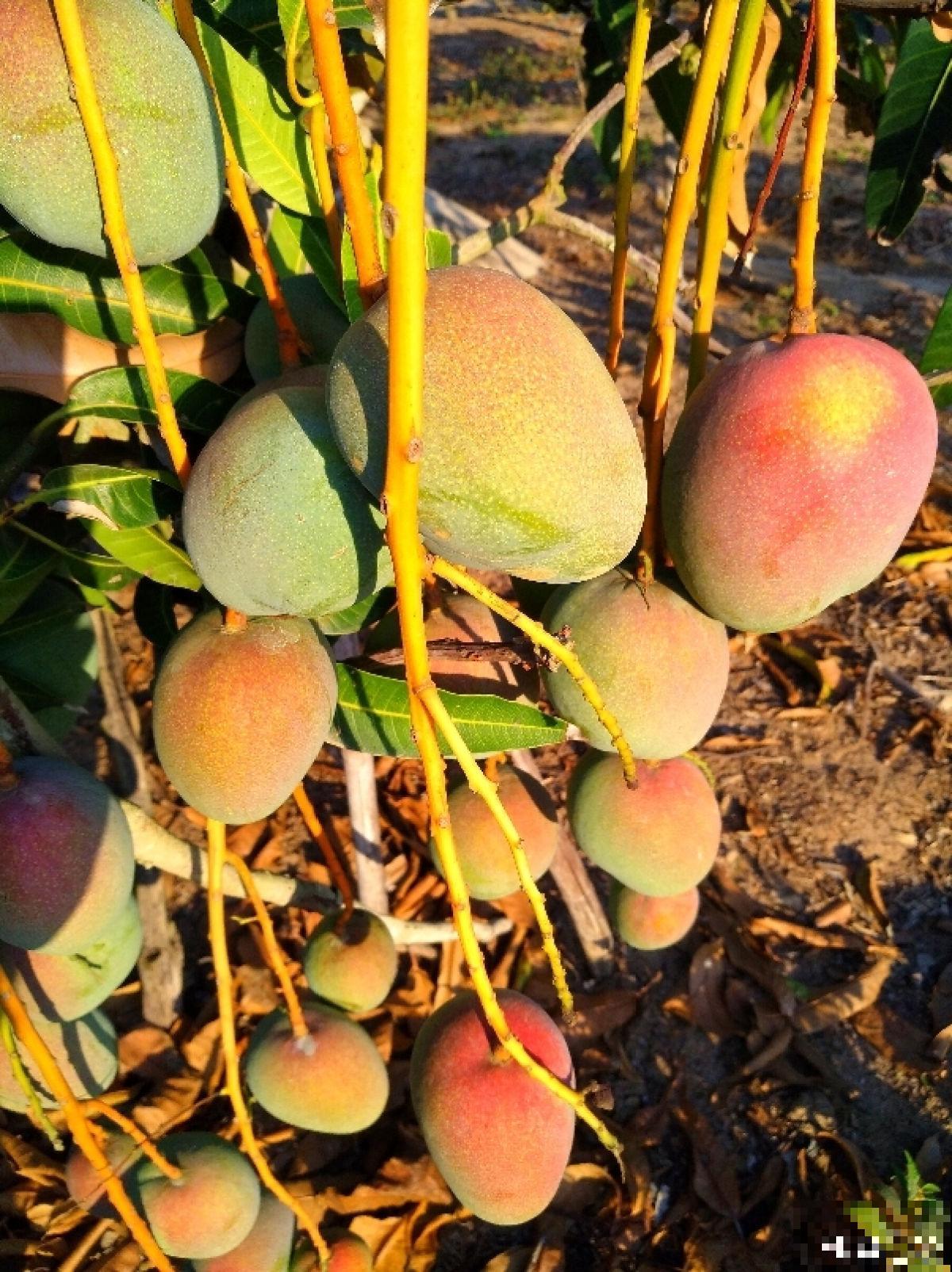 争议大的10种水果，有人说好吃，有人说难吃，你吃过几种