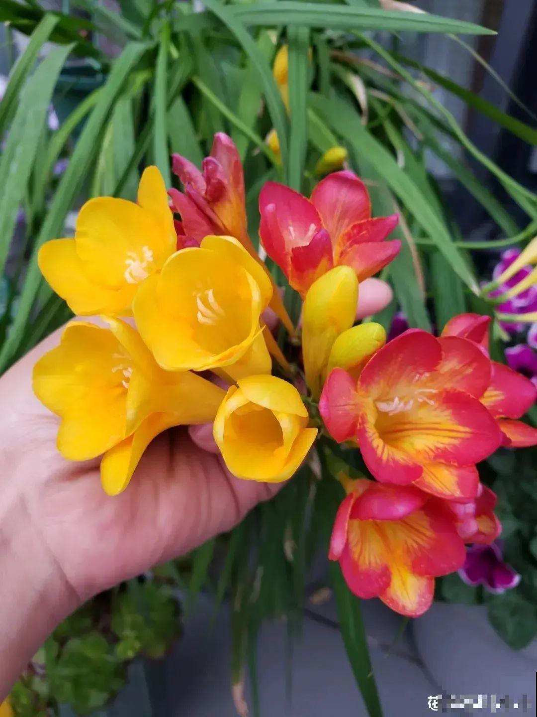 现在适合种11种花，耐寒好养活，呼呼开花爆盆