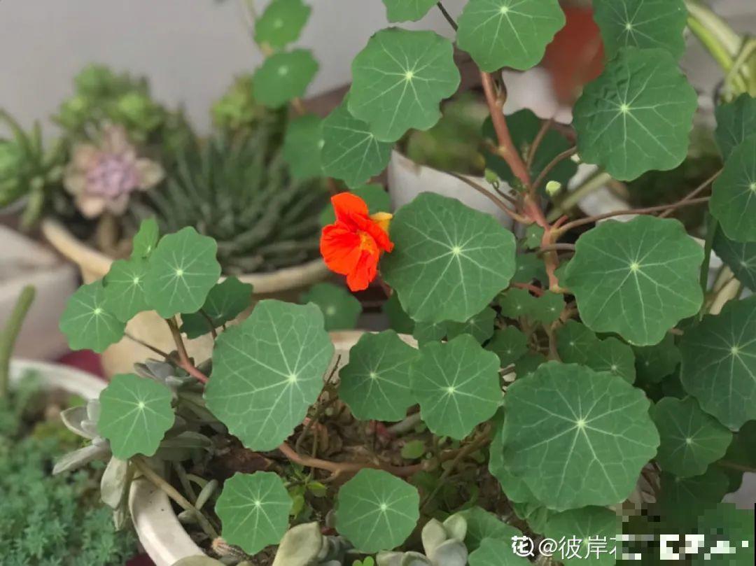 播种时间到，立秋后撒下去，冬春就开花