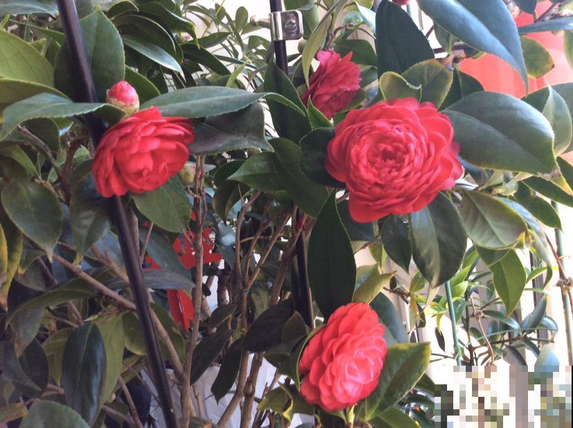 又是一年七夕,别只会送红玫瑰啦!这6种花,送给她更合适 又是一年七夕,别只会送红玫瑰啦!这6种花,送给她更合适