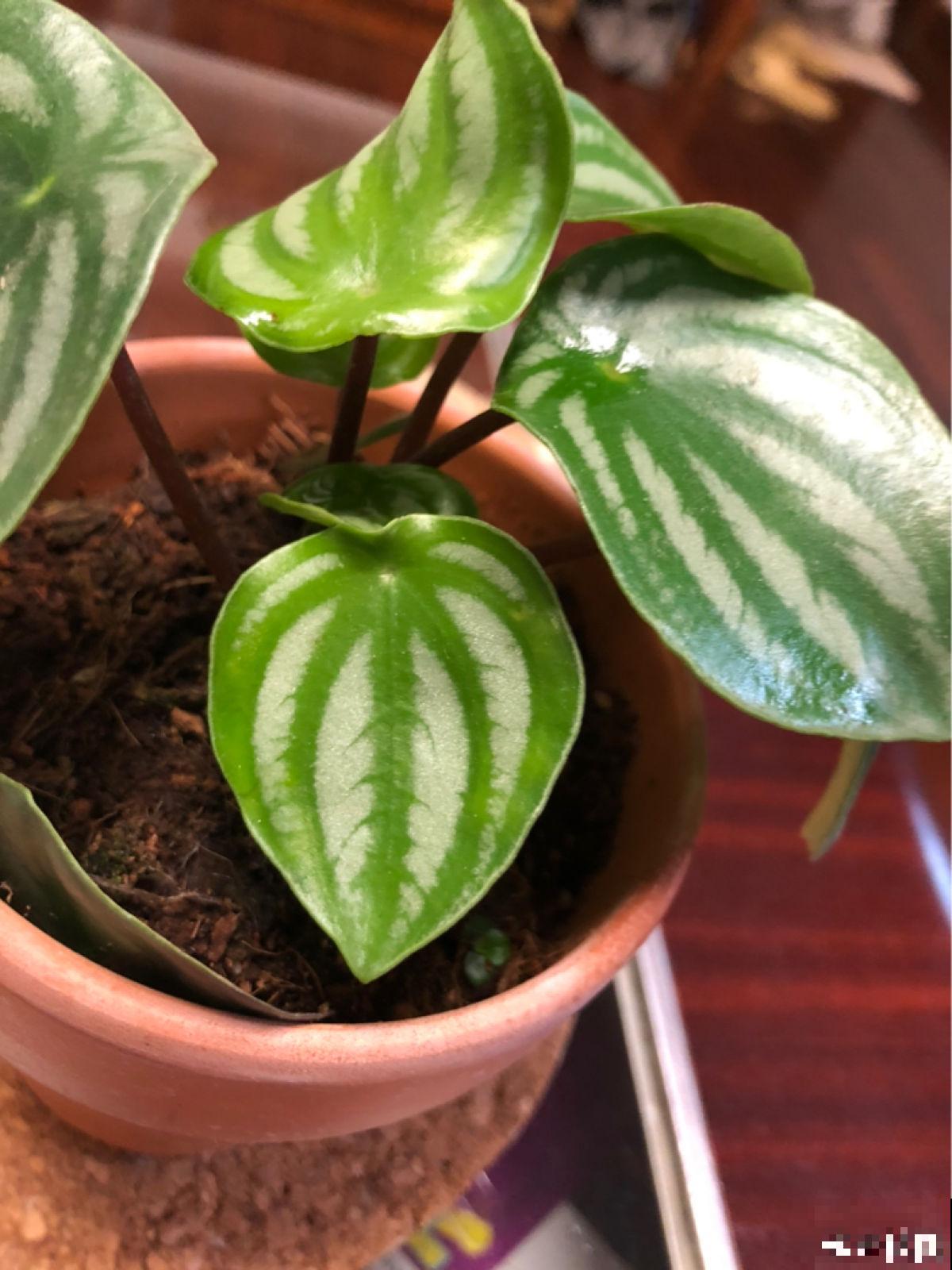 西瓜皮椒草暗淡无光，掌握这5步养护，家里也能赏“西瓜”