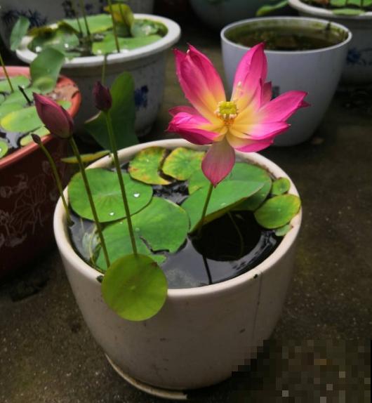 因为名字晦气，婆婆总和我闹别扭，养碗莲有什么错？