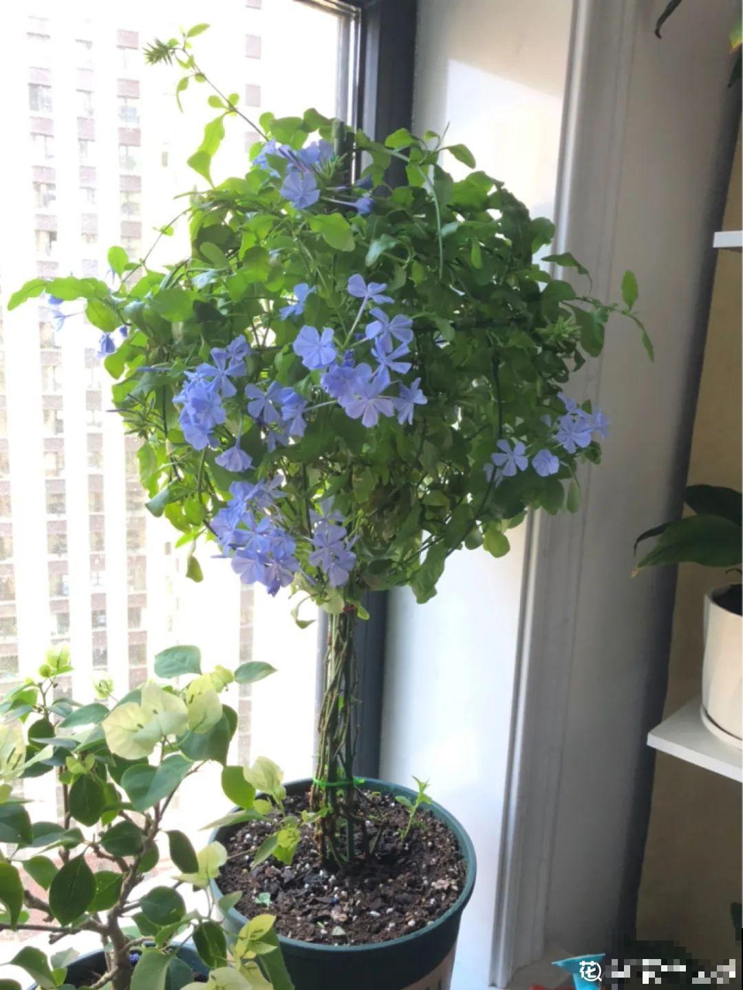 6种花耐高温，夏天也能养开花