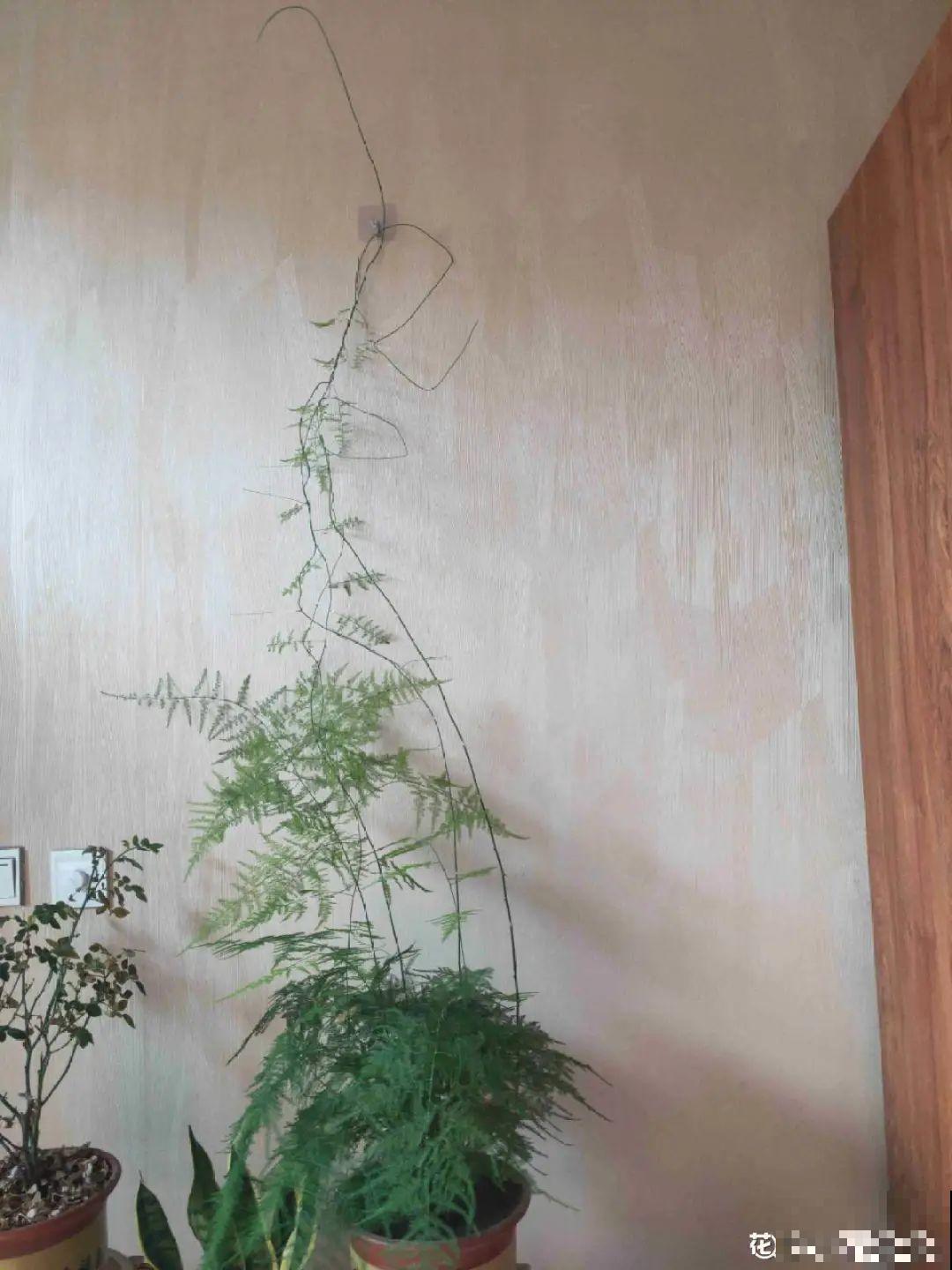 茉莉一长高就剪，别舍不得， 剪对了能快速复花