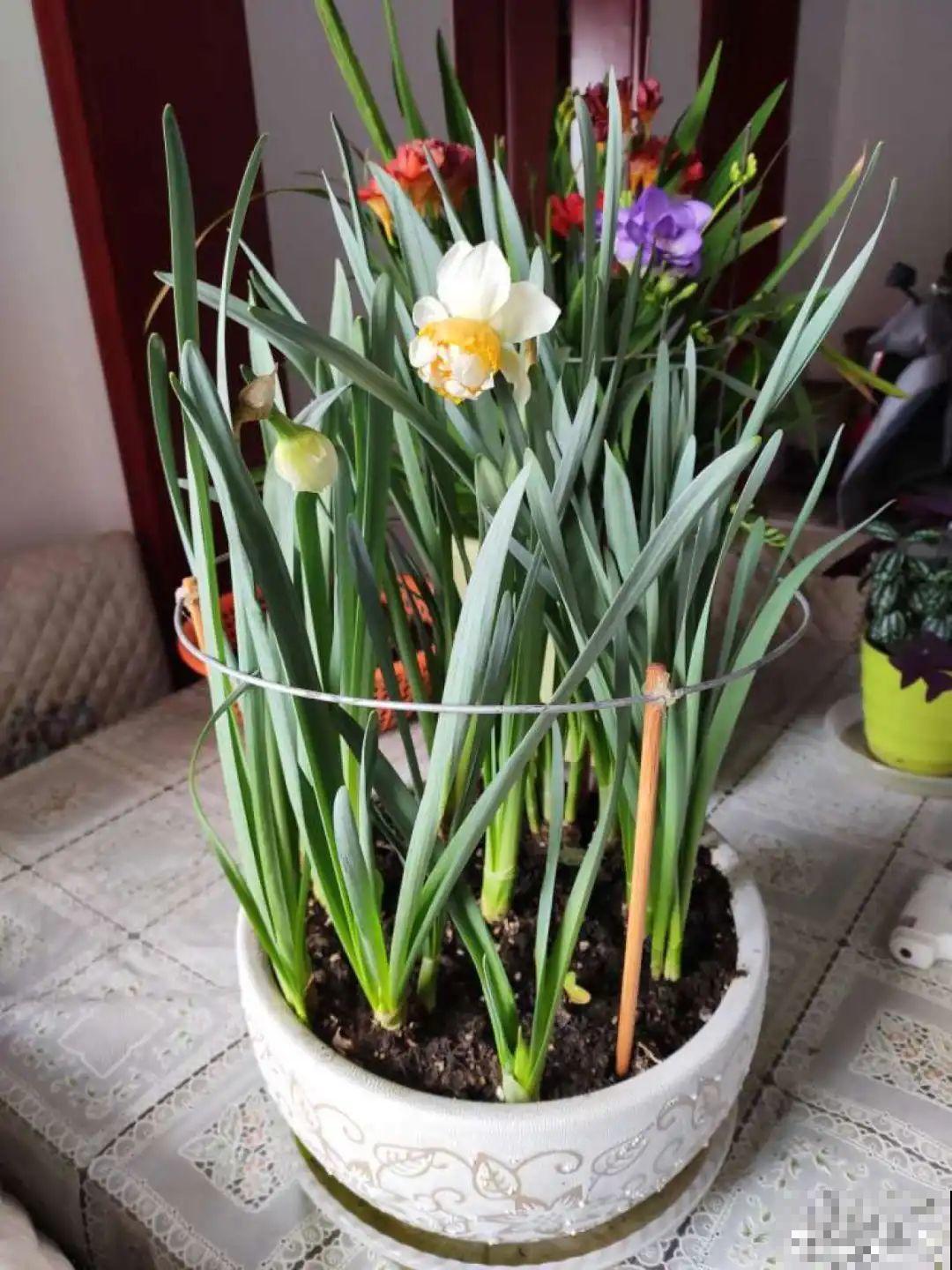 旧筷子、老干妈瓶别扔，拿来养花效果好，省下一笔养花钱