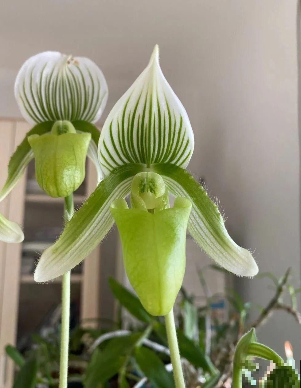 10种花,看着贵气有格调,实际价格很便宜 10种花,看着贵气有格调,实际价格很便宜