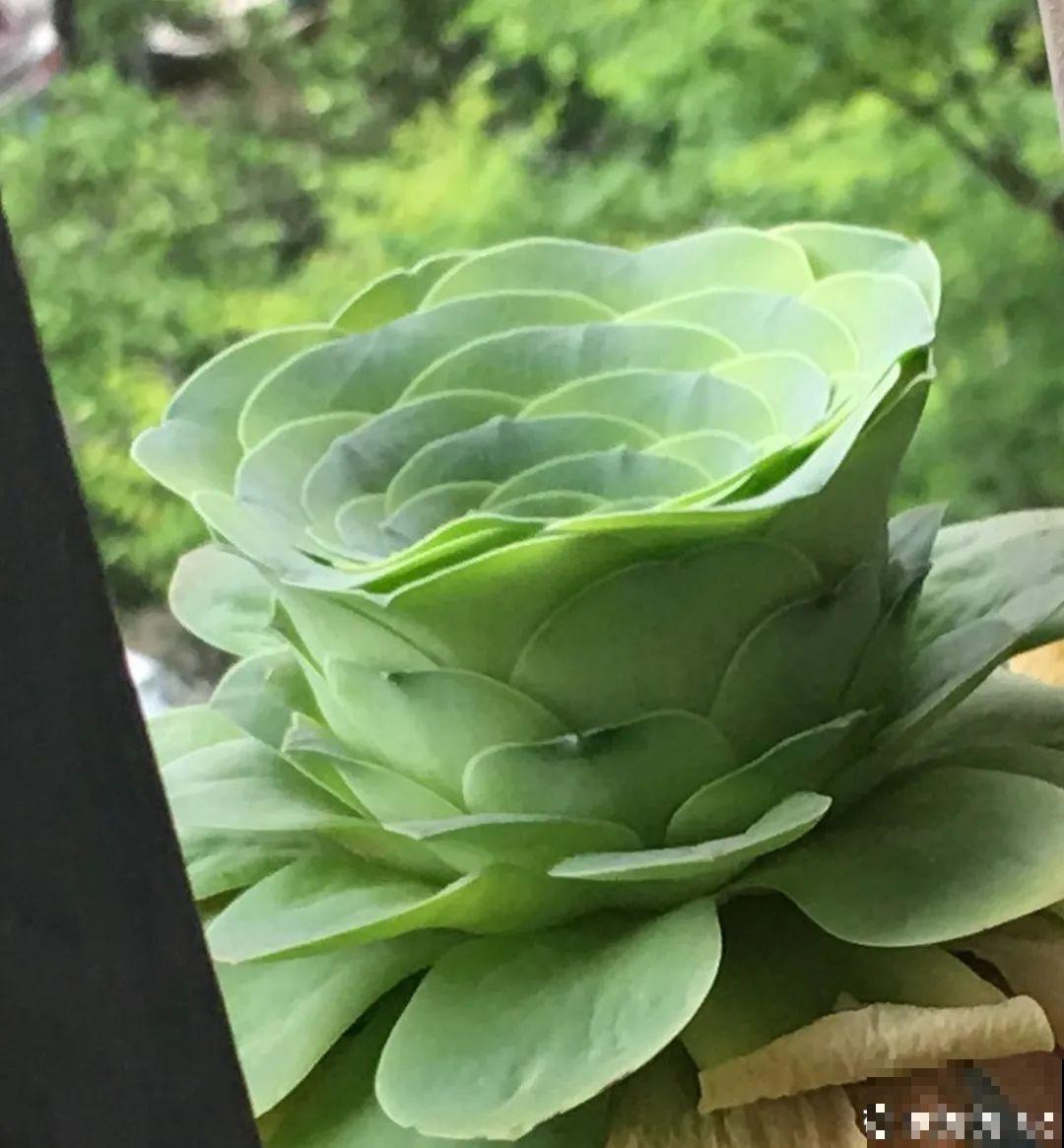 天热就别买这7种花，难养活，正休眠，养死了还浪费钱