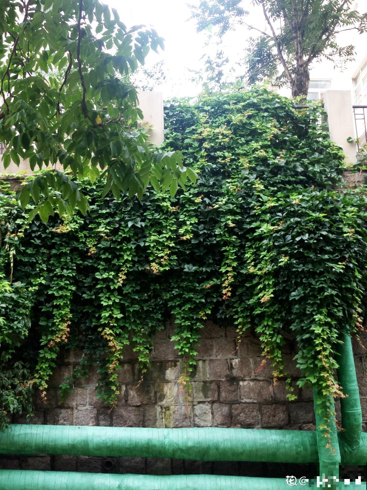 墙面大改造！种上4种爬墙花，我家的院墙成了拍照景点……