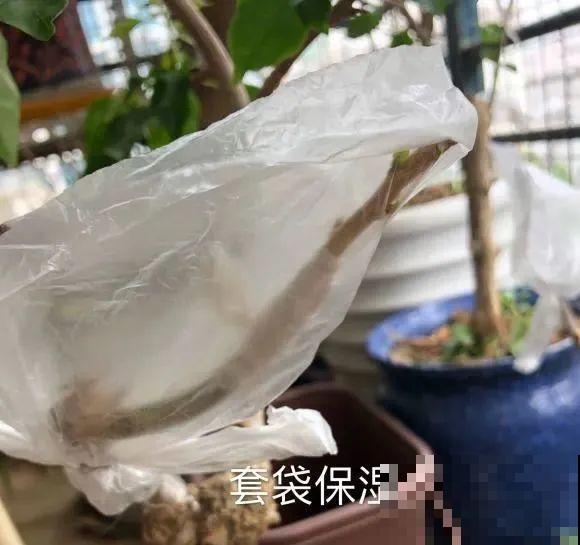 养了30年的玉树,扦插开出9色花,快来沾沾喜气 养了30年的玉树,扦插开出9色花,快来沾沾喜气