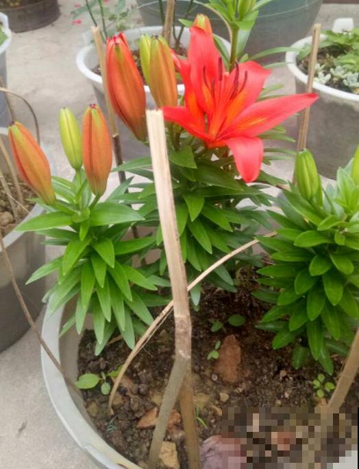 因为一盆花，丈夫和我大吵一架，爱花香有什么错