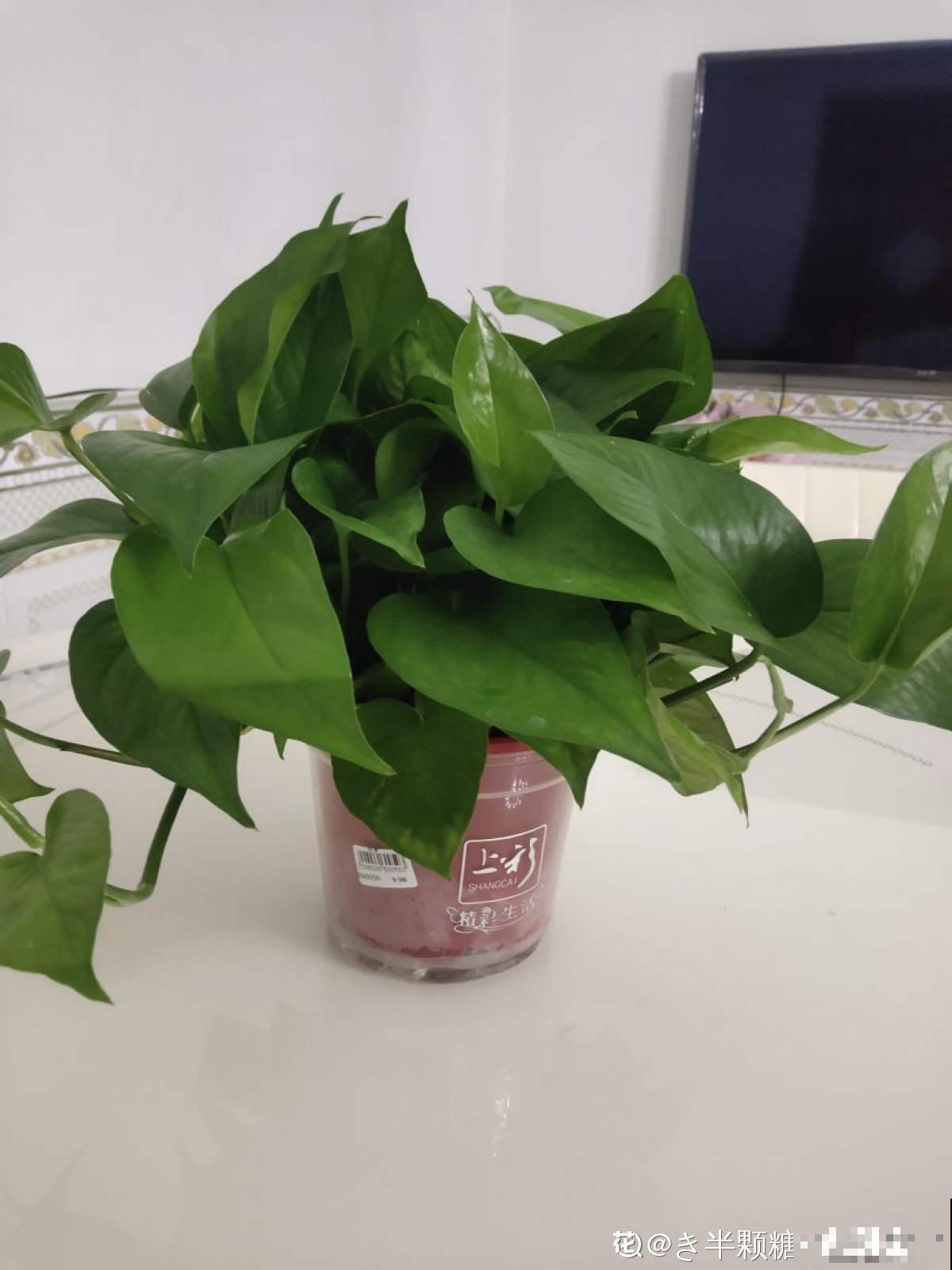 3种大叶子花，有人说“招鬼”有人说“招财”，到底是什么说法？