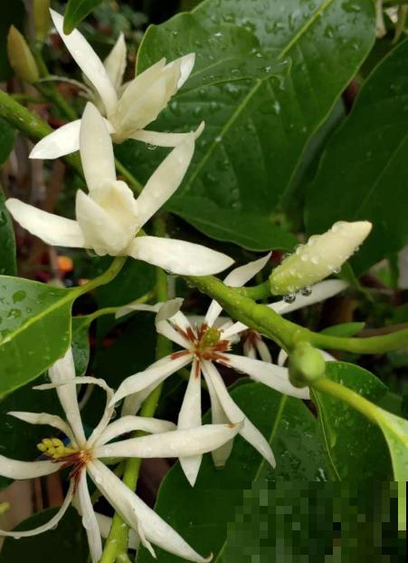 20种常见花,一句话说到浇水要点,赶紧学学 20种常见花,一句话说到浇水要点,赶紧学学