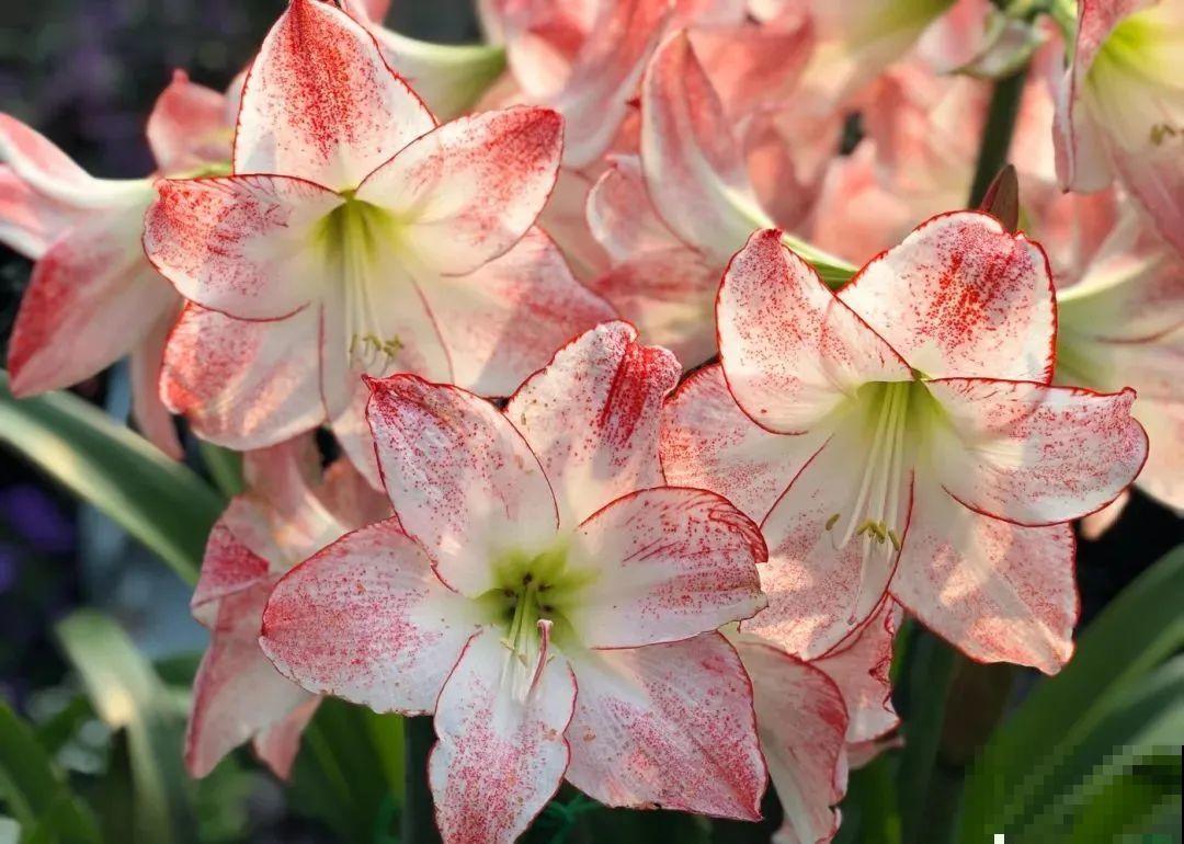 家里养盆朱顶红，开花个个比脸大，牛年养它“注定红”！