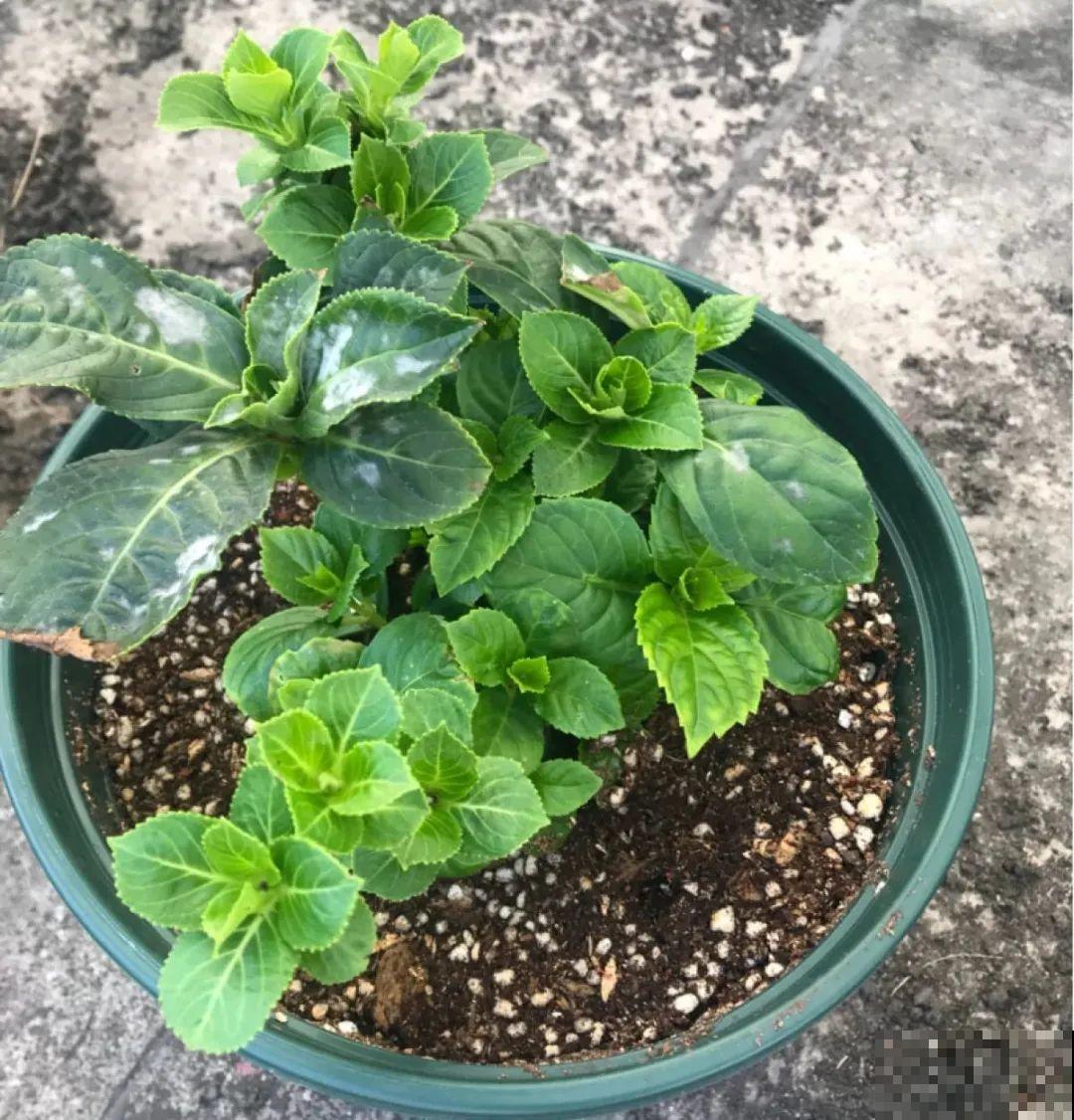 换盆时间到,换好后植物呼呼长,不换全年不开花 换盆时间到,换好后植物呼呼长,不换全年不开花