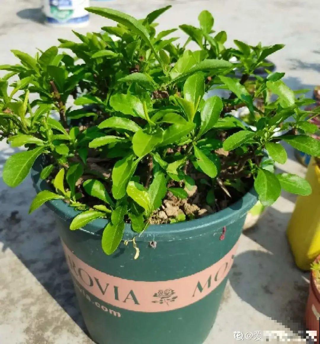 养花大神的爆花技巧，我给大家偷来了，赶紧学