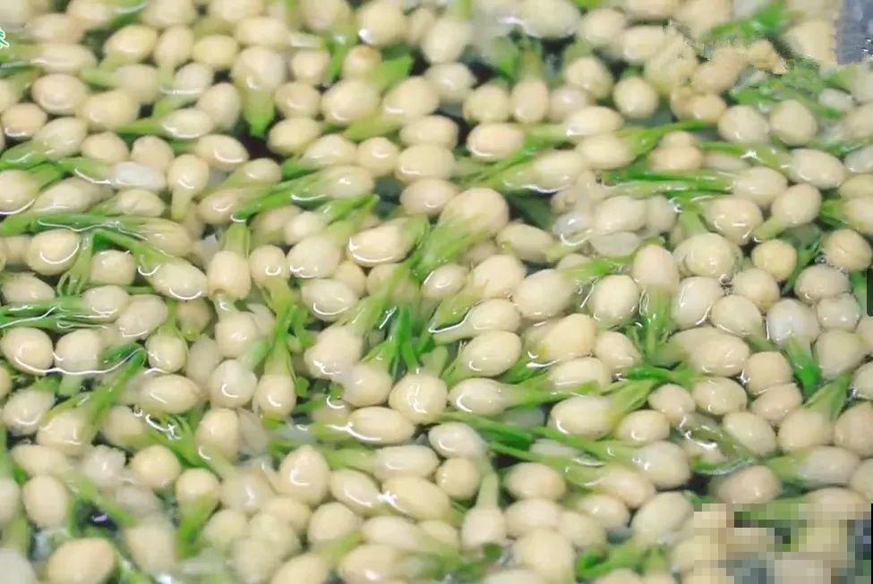 家门口的木槿花，裹上面炸一炸，外酥里嫩香喷喷