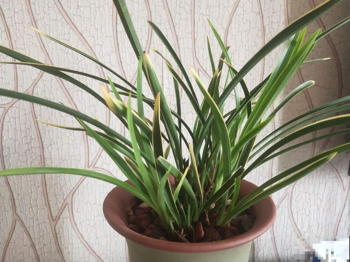 兰花五大品种,一个比一个幽雅,居家养殖真大气 兰花五大品种,一个比一个幽雅,居家养殖真大气