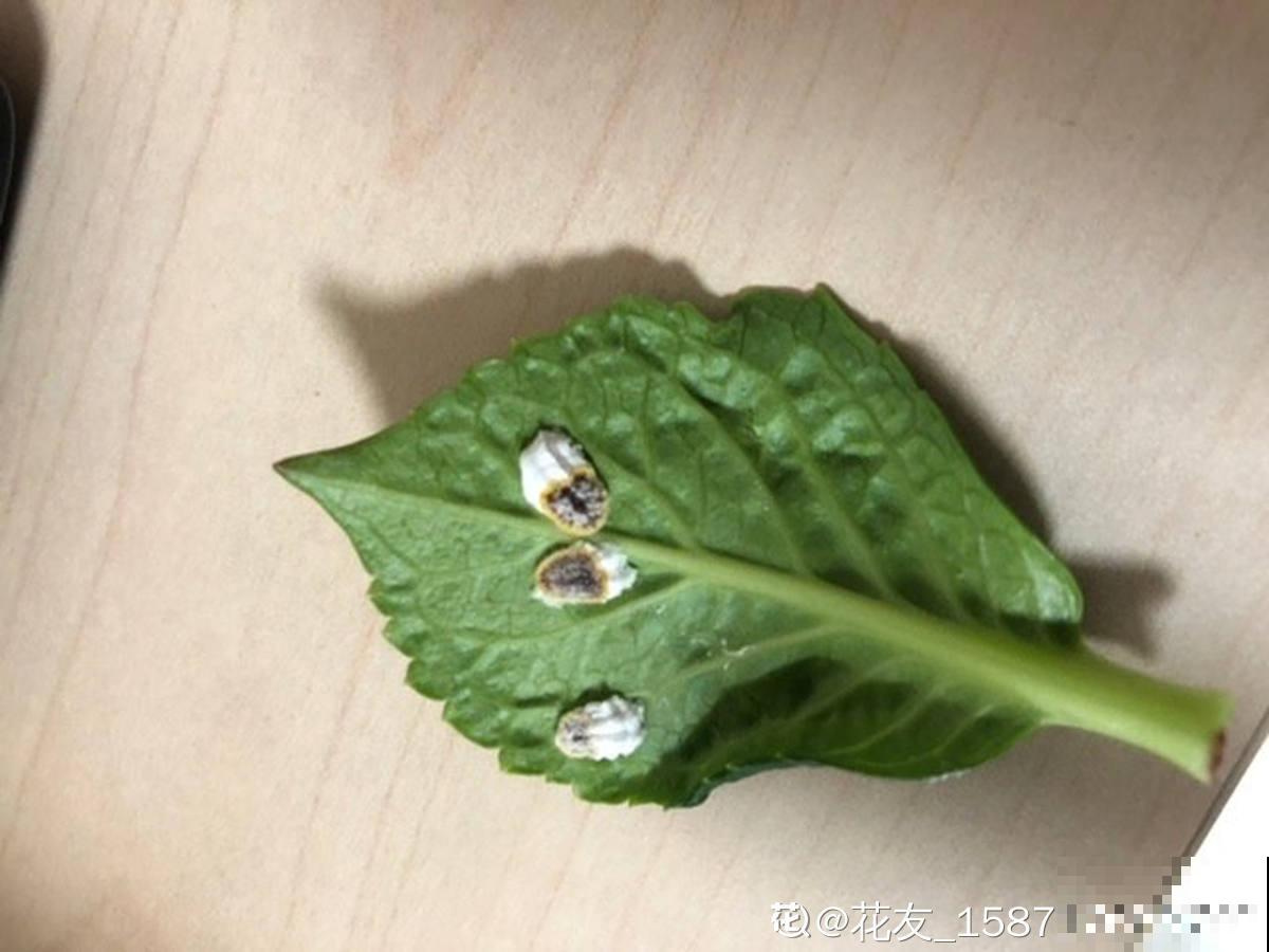 绣球花开得没去年好，赶紧剪两刀，不然一年比一年差