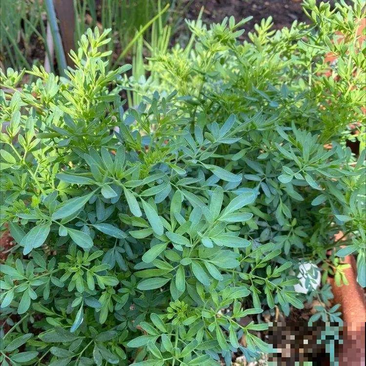 江西无蚊村,种满“驱蚊树”,一年四季没蚊子 江西无蚊村,种满“驱蚊树”,一年四季没蚊子