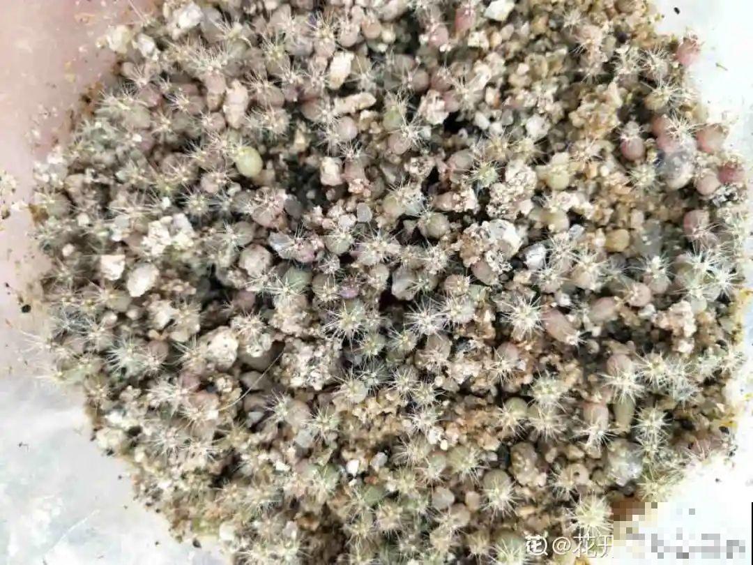 聪明人养4种花,一定记得收种子,多的能赚钱 聪明人养4种花,一定记得收种子,多的能赚钱