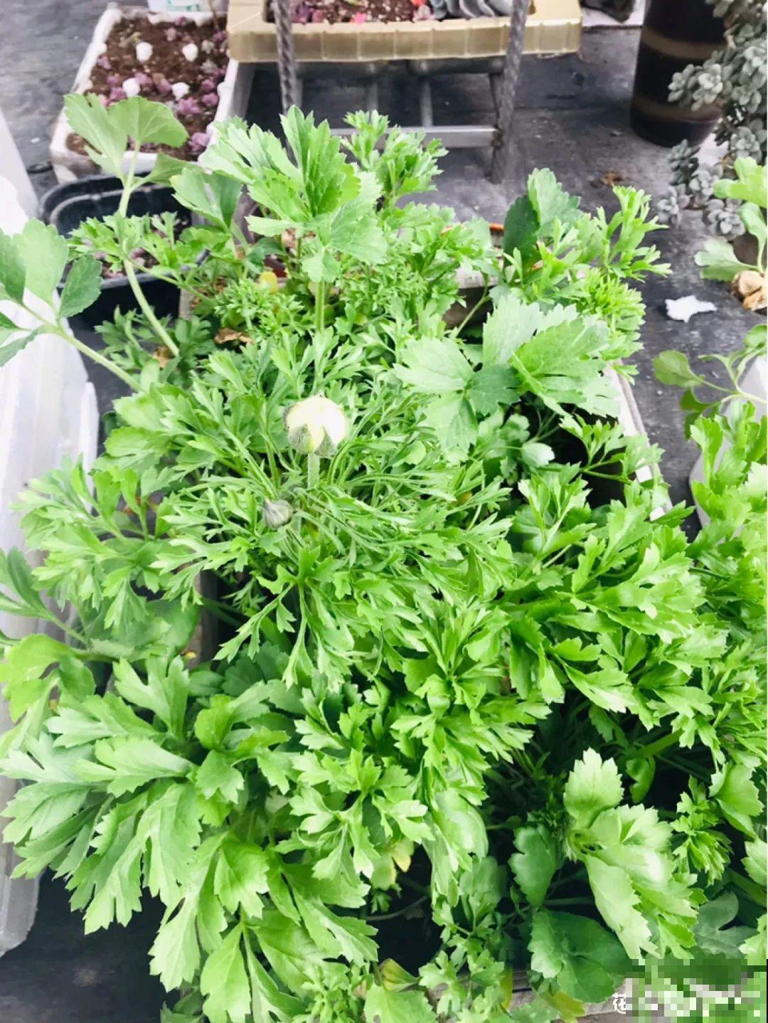 家里养的“仙女花”，奶奶非说是芹菜，还薅一把想炒菜吃