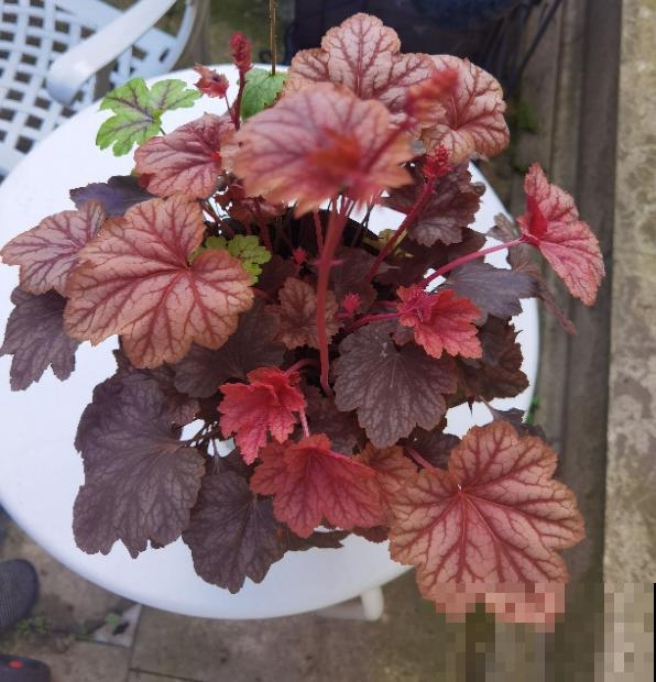 秋天是养花新高峰,院子赶紧种上4种花,美得像幅画 秋天是养花新高峰,院子赶紧种上4种花,美得像幅画