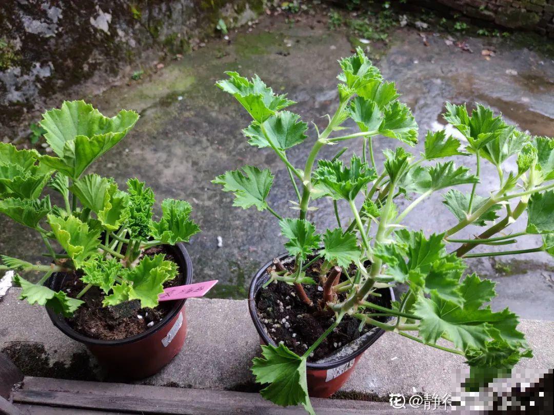 天热要修剪的花，不剪死得快，活不过夏天