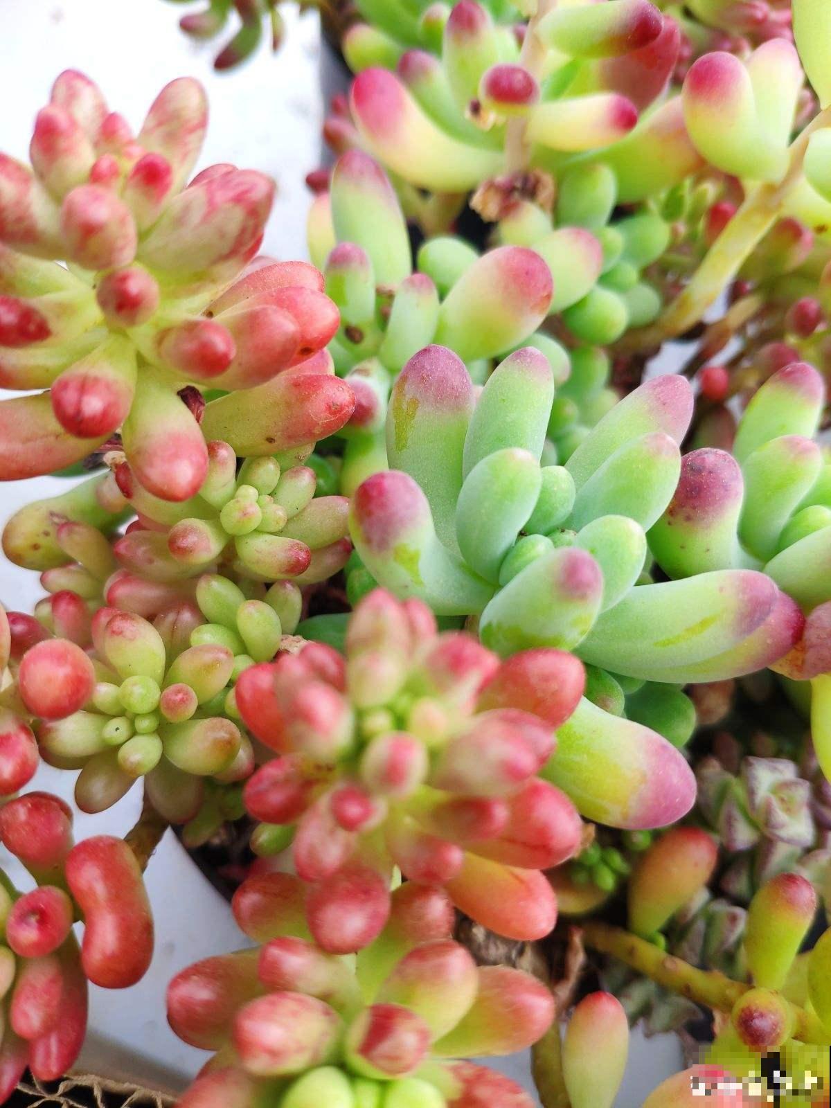 6种多肉，爱爆“小崽芽”，秋天养正合适