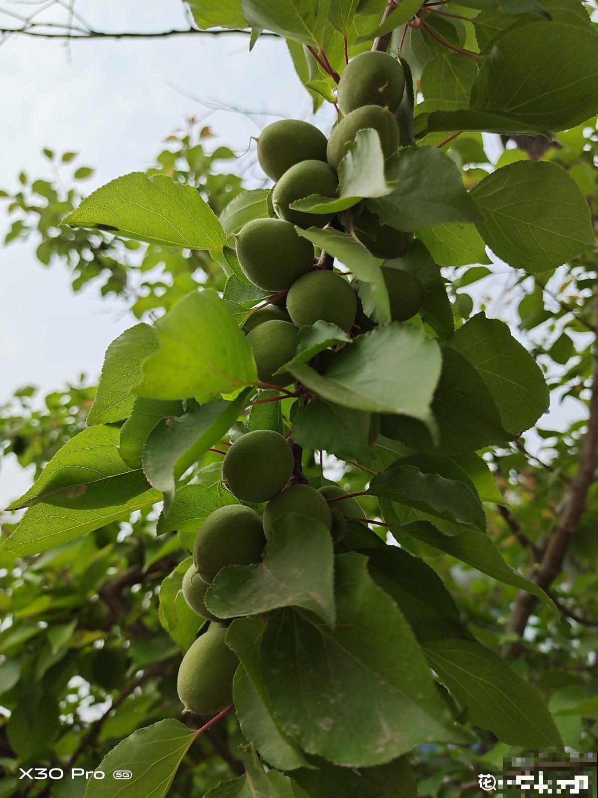 院子里种了棵杏树，没想到惹了麻烦，天天生气