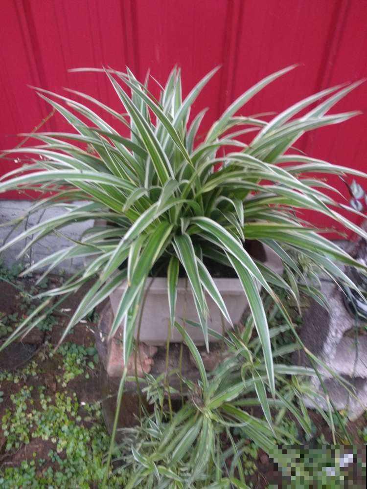 2种花超好养，精心养护反而养不好，不养你就亏大了！