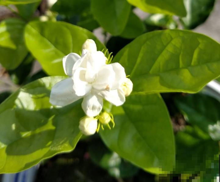 5种花夏天不用遮阴，越晒开花越带劲，满盆都是花