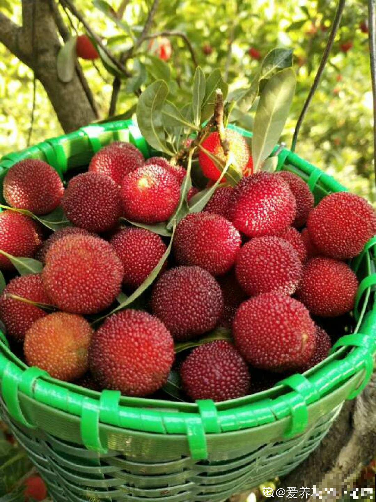 杨梅难清洗，只需6个方法，吃到干净杨梅