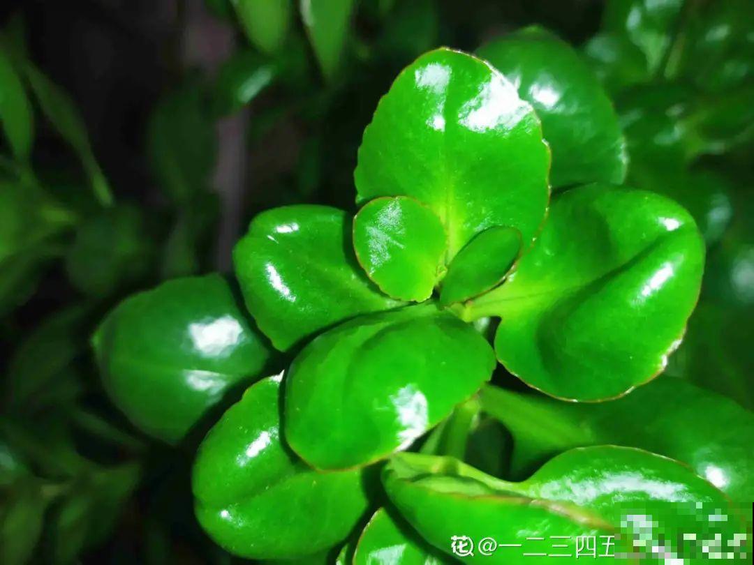 养花“黑名单”实在太难养，心累