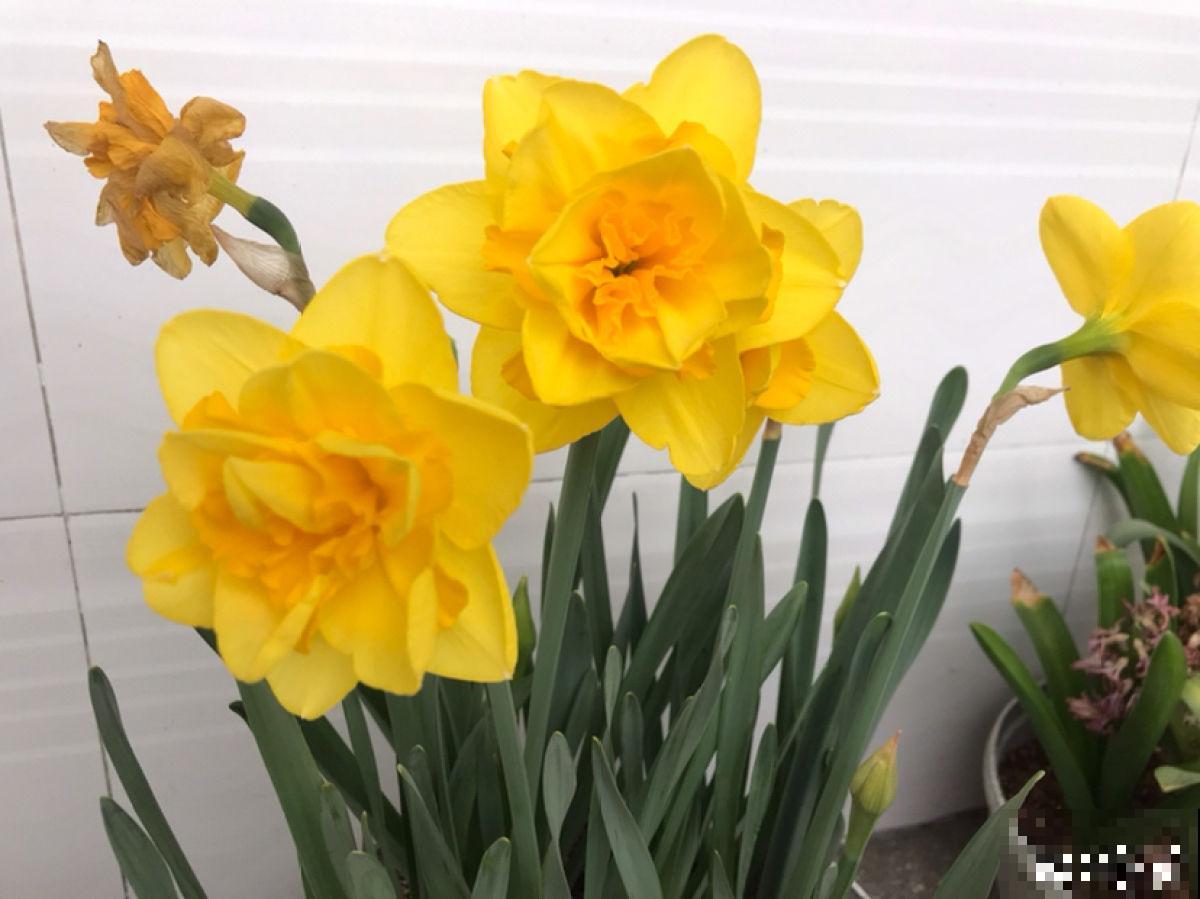 长得像蔬菜的植物，可千万不能吃，中毒就麻烦了