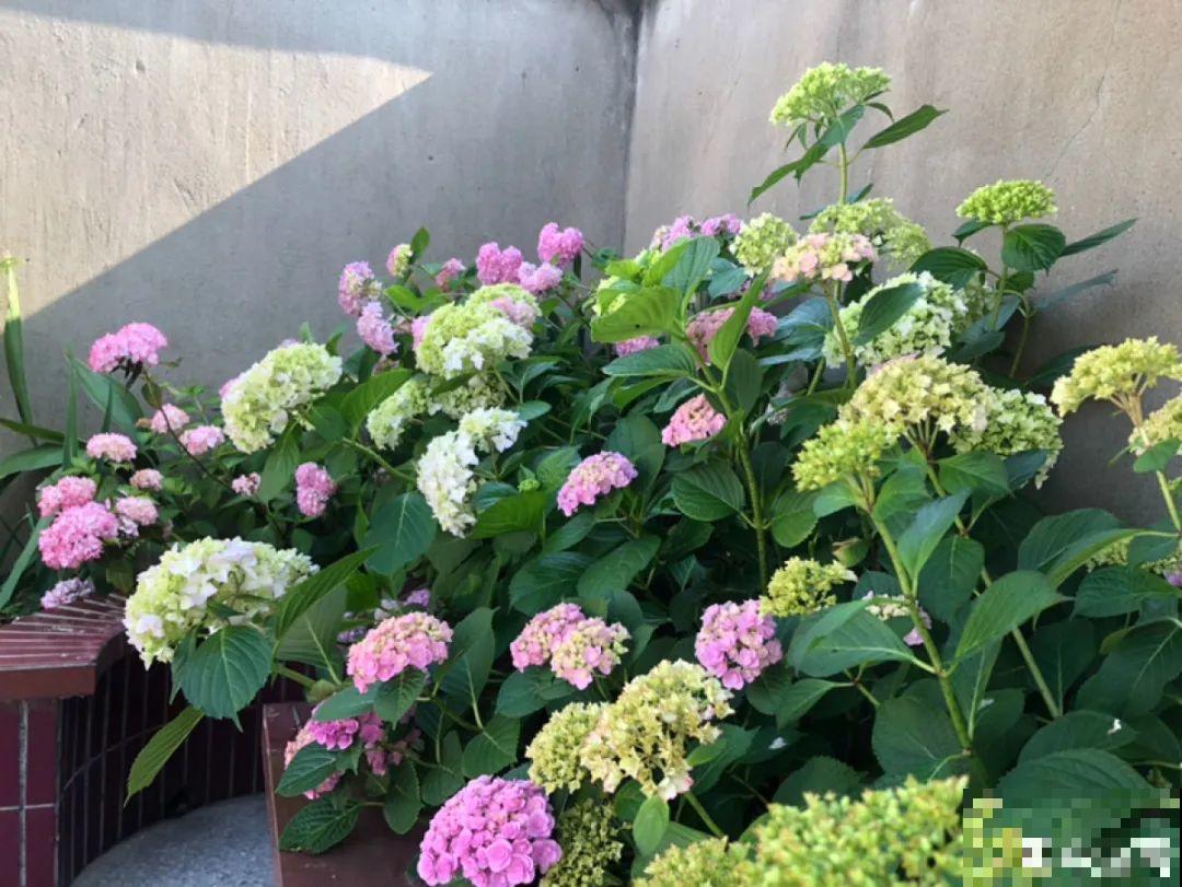 9种花，天热也要施肥，否则活不长，越养越差劲