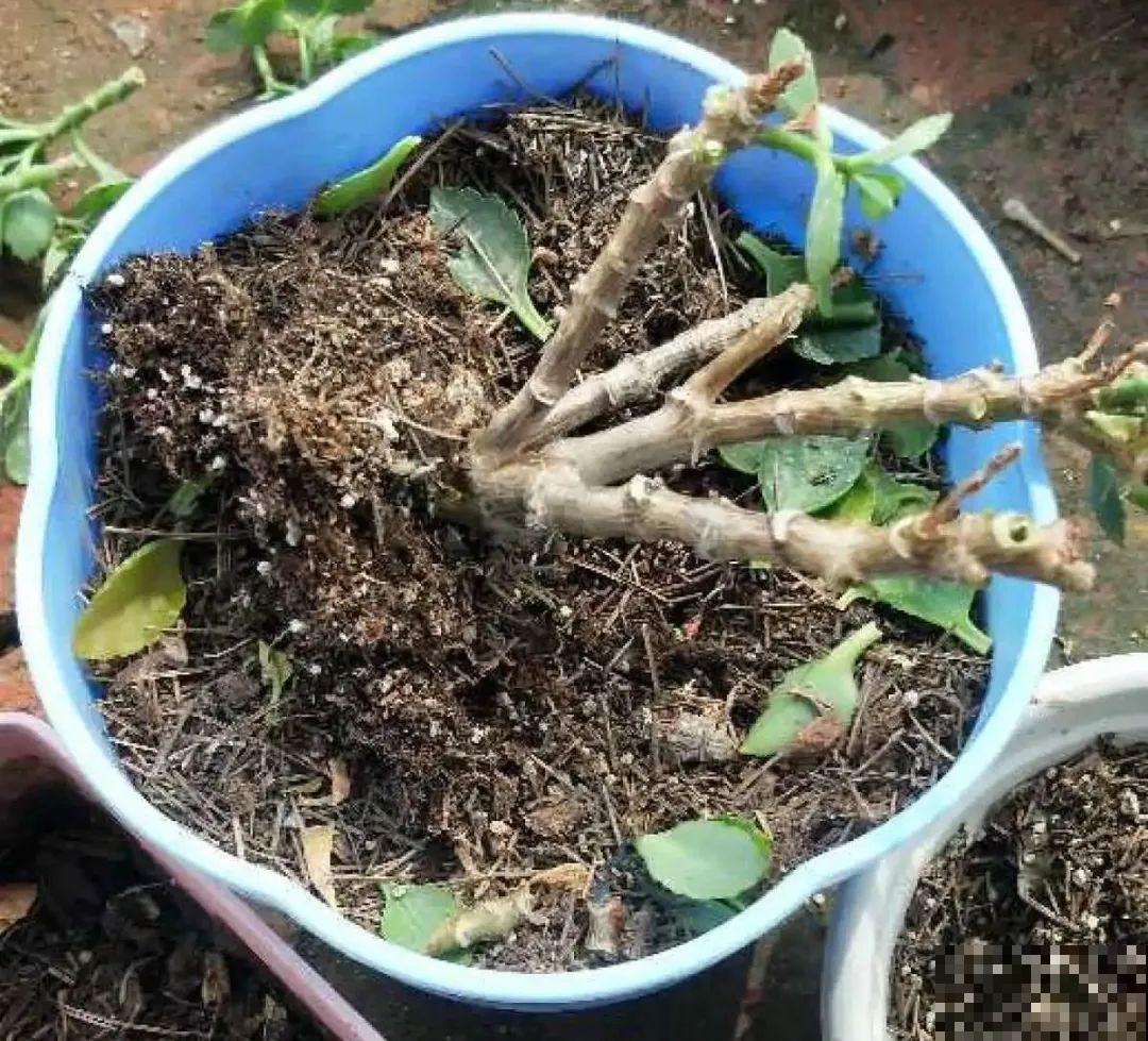 夏天养花，就怕乱浇水，千万不能积水