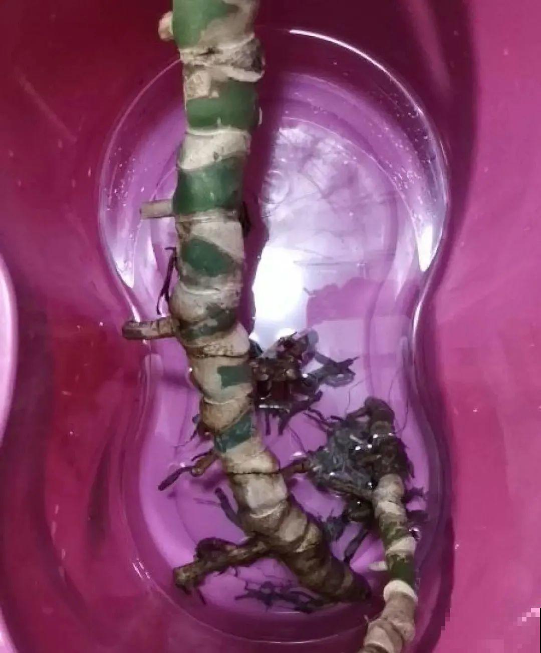 夏天看见气生根,赶紧剪下来,插土里就活 夏天看见气生根,赶紧剪下来,插土里就活