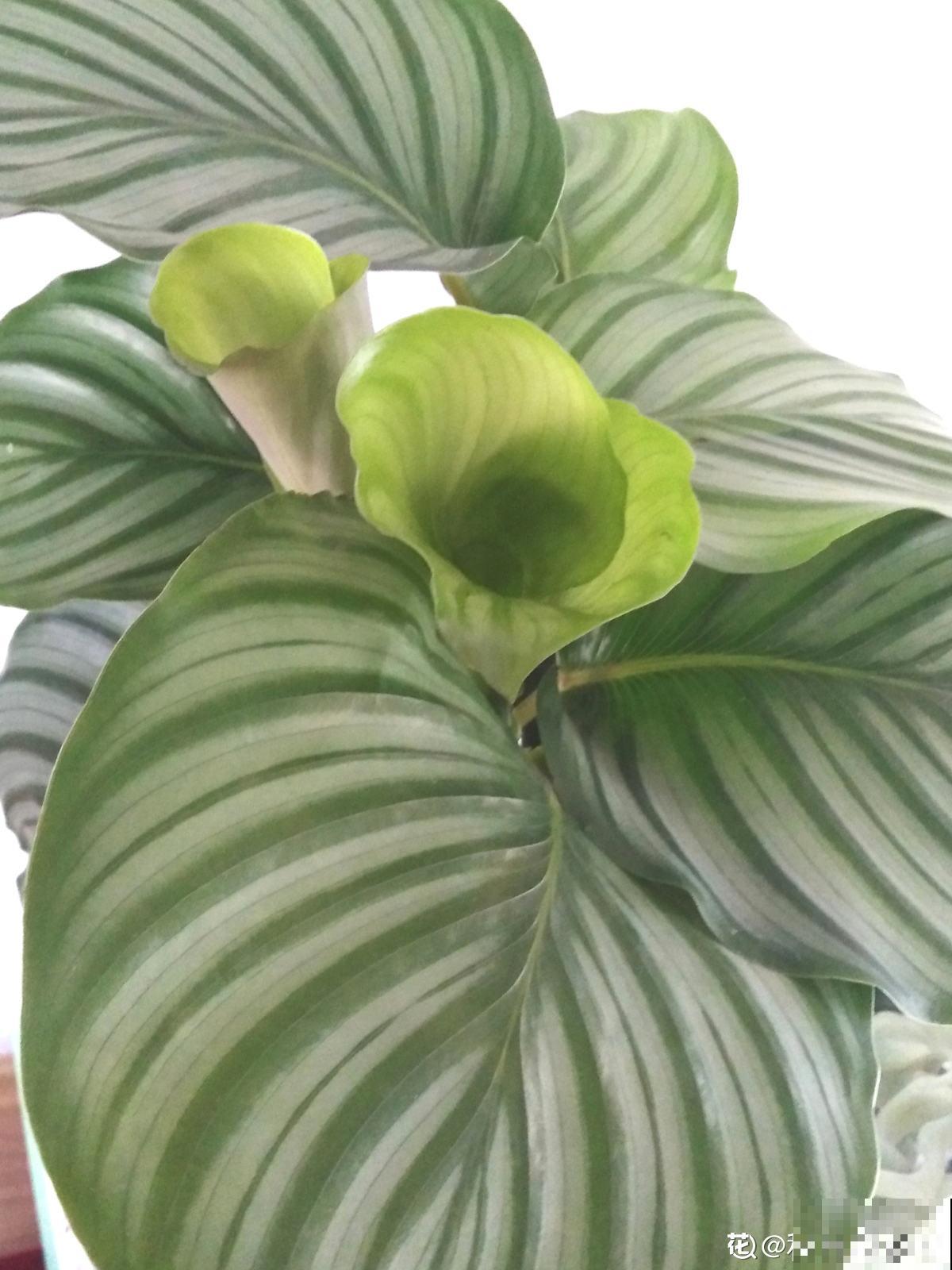 5步种好青苹果竹芋，家中就能打造“青苹果乐园”