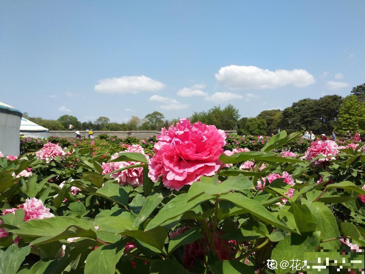 4种便宜花,年限越长越金贵,养好了能当成传家宝 4种便宜花,年限越长越金贵,养好了能当成传家宝